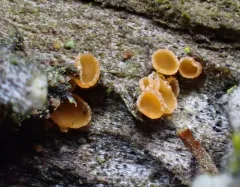 Orbilia pilifera thumbnail 1