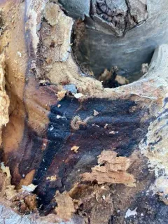 Diamondback Soil Centipede thumbnail 3