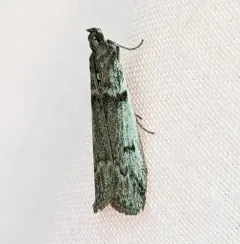 Gooseberry Fruitworm Moth thumbnail 1
