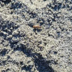 Lined Click Beetle thumbnail 2