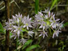 aspen onion thumbnail 2