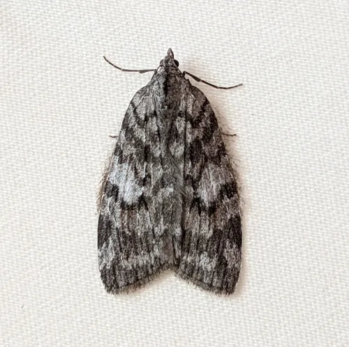 Hydriomena manzanita