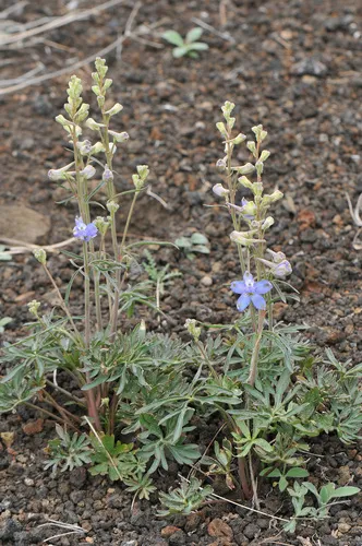Barestem Larkspur