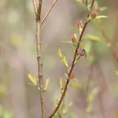 interior sandbar willow thumbnail 4