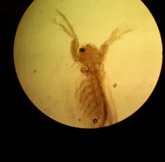 Sida crystallina thumbnail 2