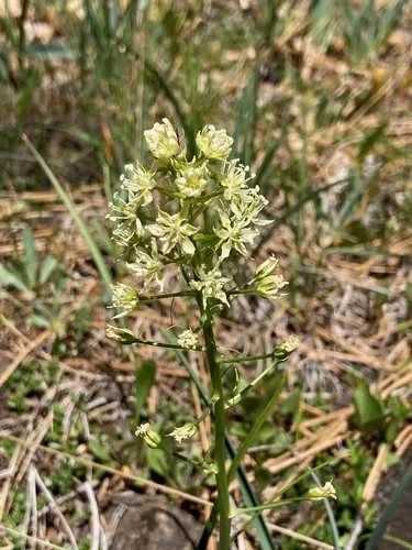 Smallflower Deathcamas