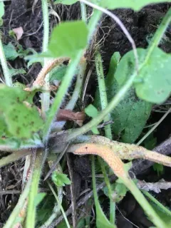 Groundsel crown rust thumbnail 4