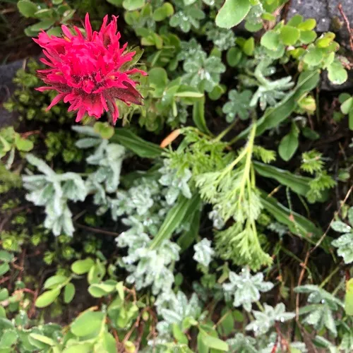 mountain paintbrush