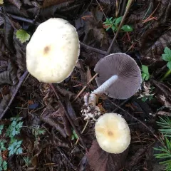 Questionable Stropharia thumbnail 2