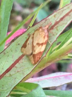 Sparganothis vocaridorsana thumbnail 3