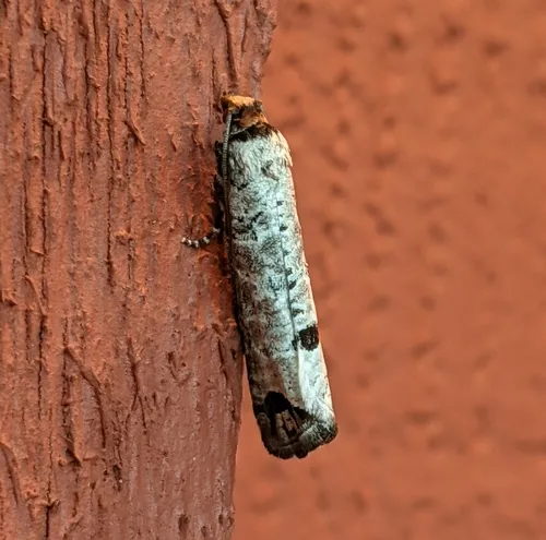 Retinia picicolana