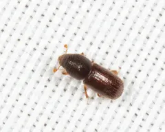 Heteroborips seriatus thumbnail 2