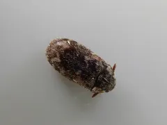 Corn Carpet Beetle thumbnail 4