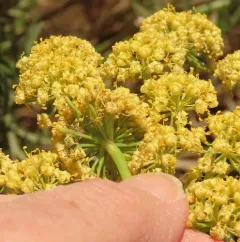 Suksdorf's Desert-Parsley thumbnail 4