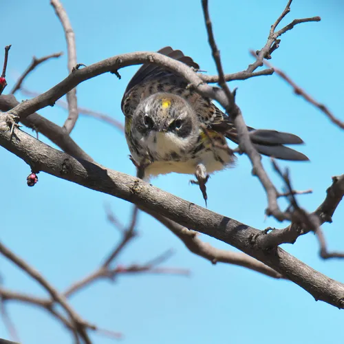 Yellow-rumped Warbler