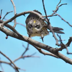 Yellow-rumped Warbler thumbnail 1