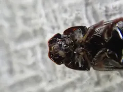 Calamosternus granarius thumbnail 3