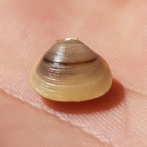 European Fingernail Clam