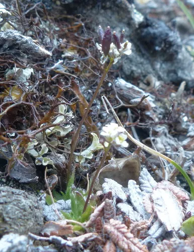 White Arctic Whitlow-grass