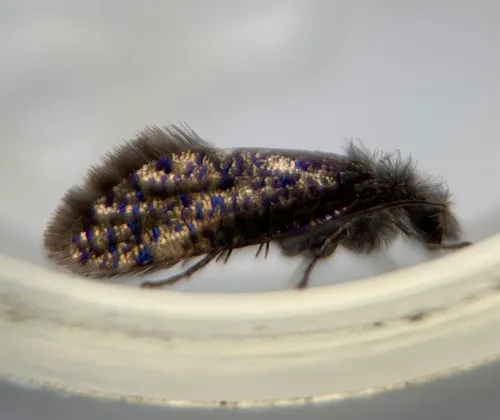Chinquapin Leafminer Moth