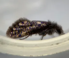 Chinquapin Leafminer Moth thumbnail 1