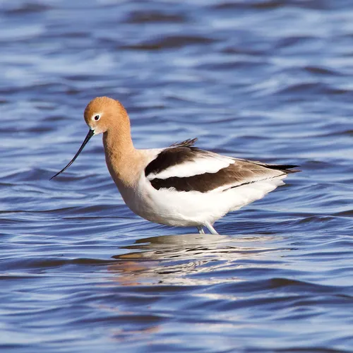 American Avocet