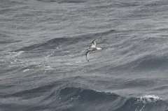 Mottled Petrel thumbnail 4