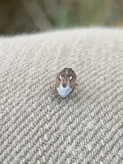 Neottiglossa tumidifrons thumbnail 2