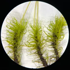 Wahlenberg's Spur Moss thumbnail 4