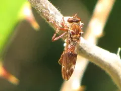 Nicocles rufus thumbnail 2
