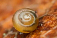 Conical Spot thumbnail 3