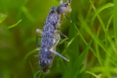 Pogonognathellus bidentatus thumbnail 2