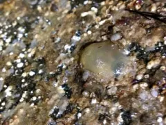 Brooding Transparent Tunicate thumbnail 3
