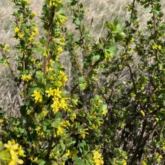 golden currant thumbnail 2