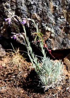 serpentine rockcress