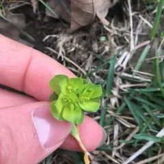 Sun spurge thumbnail 2