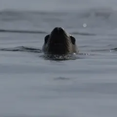 Steller Sea Lion thumbnail 3