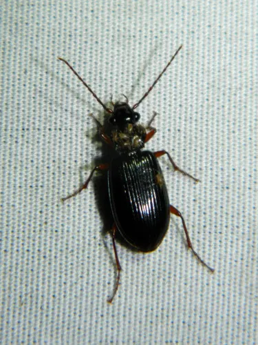 Platypatrobus lacustris