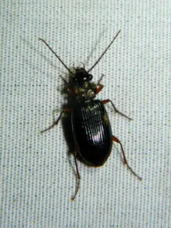 Platypatrobus lacustris thumbnail 1