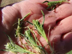 hardgrass thumbnail 3