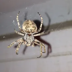 Grey Cross Spider thumbnail 2