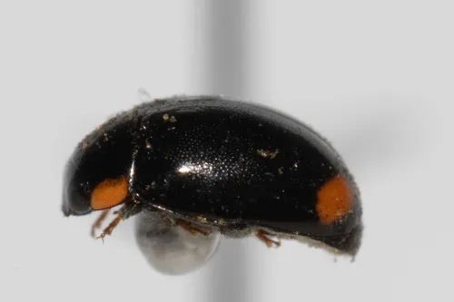 Hyperaspis postica