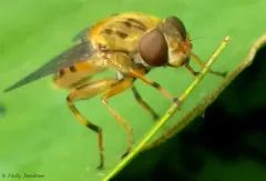 Yellow-legged Bog Fly thumbnail 4