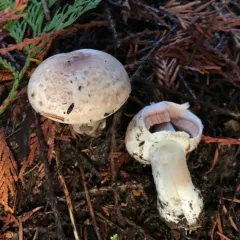 Felt-ringed Agaricus thumbnail 1