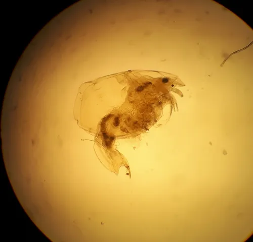 Eurycercus longirostris