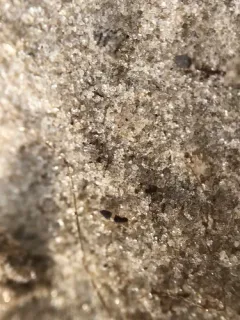 Entomobrya bicolor thumbnail 2