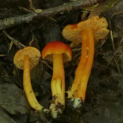 Hygrocybe squamulosa thumbnail 3