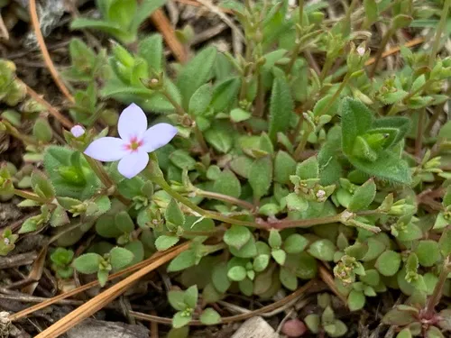 tiny bluet