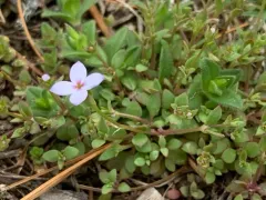 tiny bluet thumbnail 1