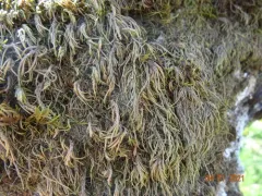 Bird's-foot Wing-moss thumbnail 3